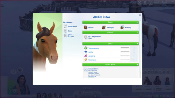 Improving Skills After Horse Competitions